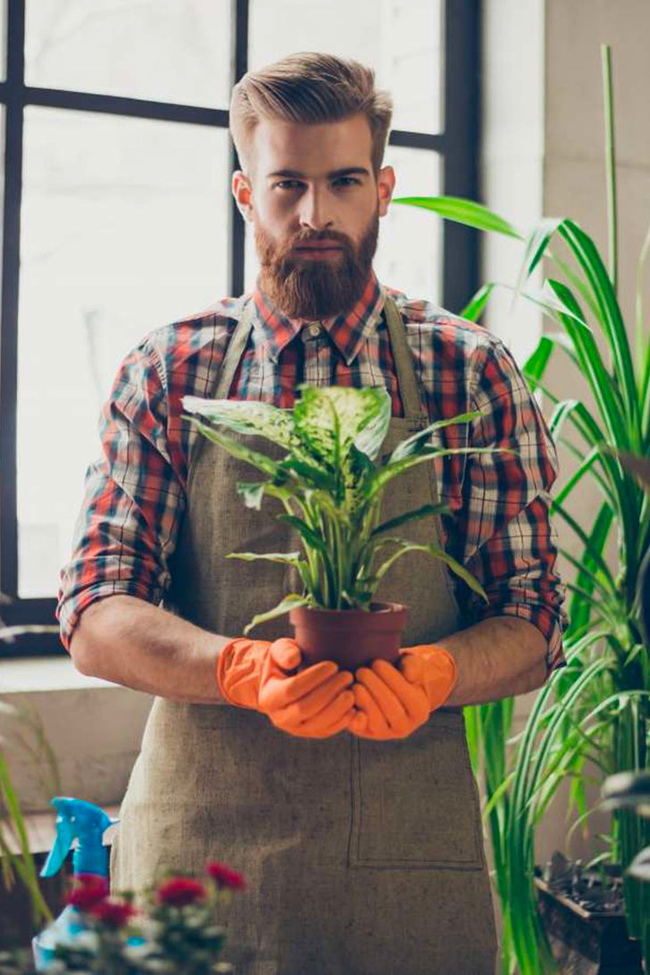 How to Decorate With Indoor Plants