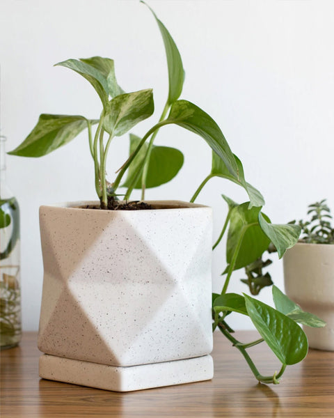 Indoor Planters for Every Sized Plant