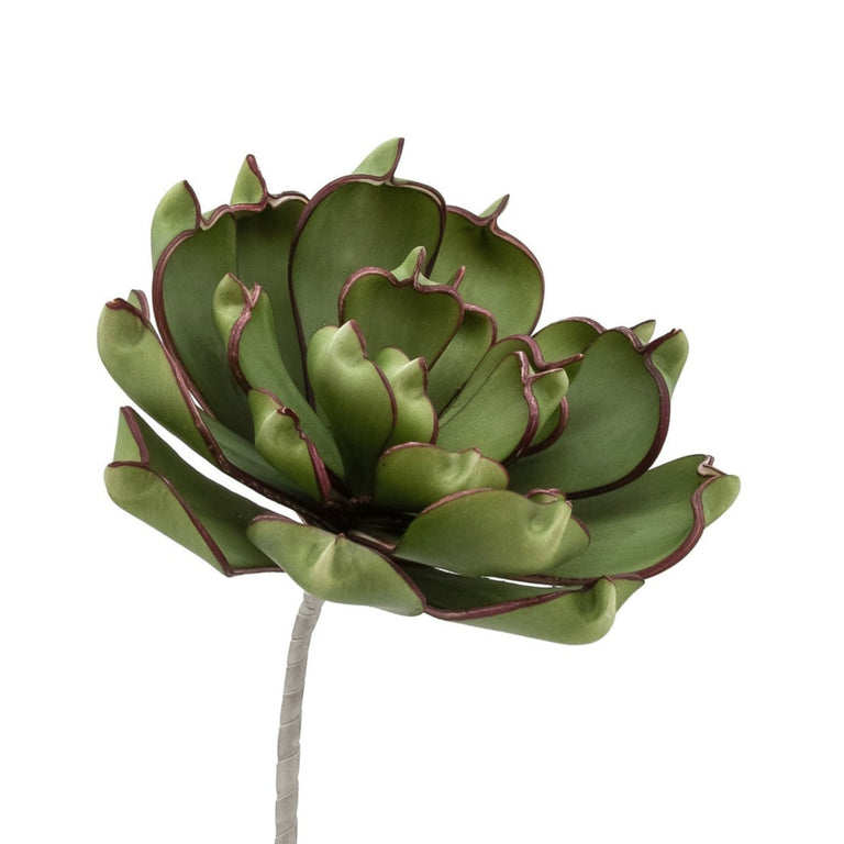 DESERT SUCCULENT DARK GREEN PINCHED ECHEVERIA STEM | FLORA