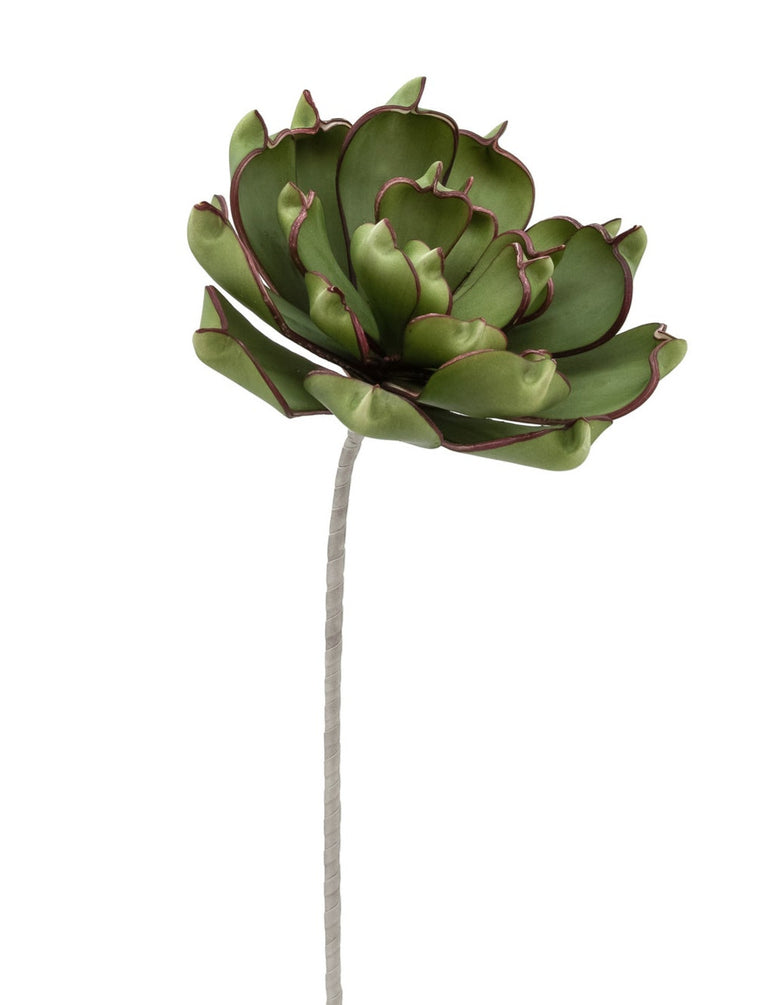 DESERT SUCCULENT DARK GREEN PINCHED ECHEVERIA STEM | FLORA