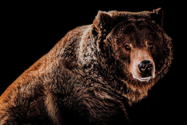 Grizzled 2 by Adam Mowery | stretched canvas wall art