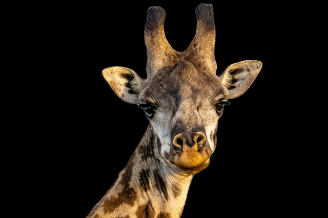 The Giraffe by Adam Mowery | stretched canvas wall art