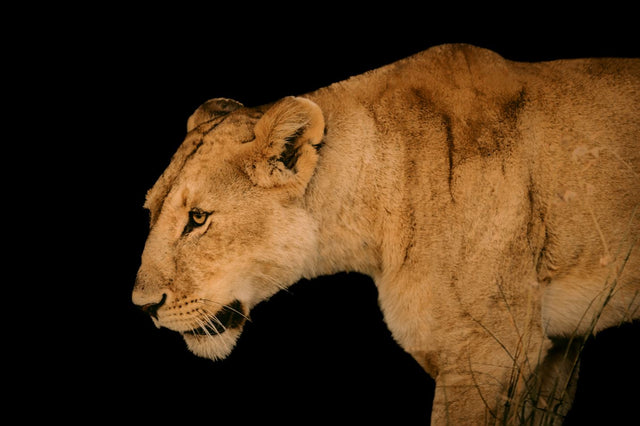 The Wild III by Adam Mowery | stretched canvas wall art