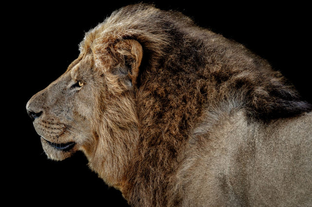 The Wild IV by Adam Mowery | stretched canvas wall art
