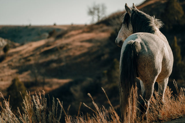 The Horse by Adam Mowery | stretched canvas wall art