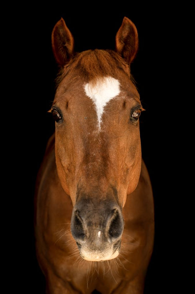 Horse in Town III by Adam Mowery | stretched canvas wall art
