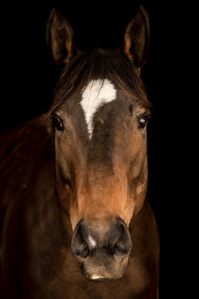 Horse in Town V by Adam Mowery | stretched canvas wall art