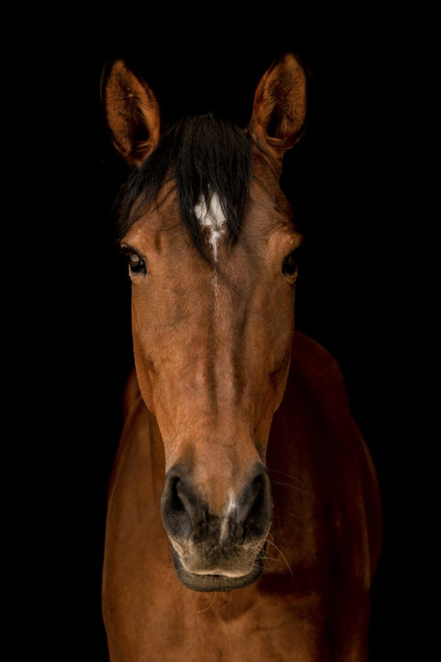 Horse in Town VII by Adam Mowery | stretched canvas wall art