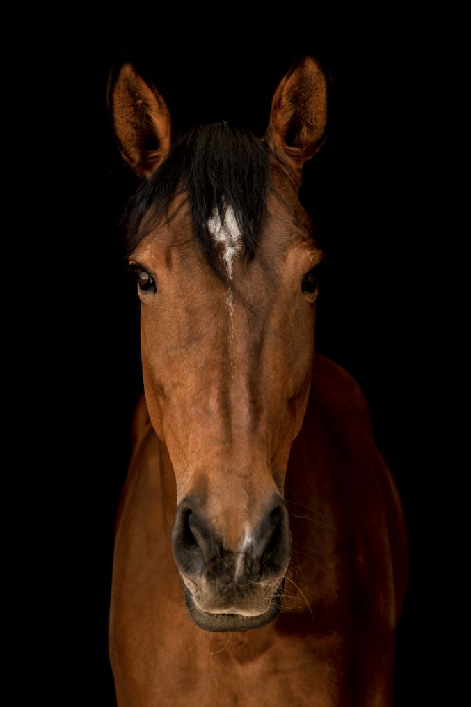 Horse in Town VII by Adam Mowery | stretched canvas wall art