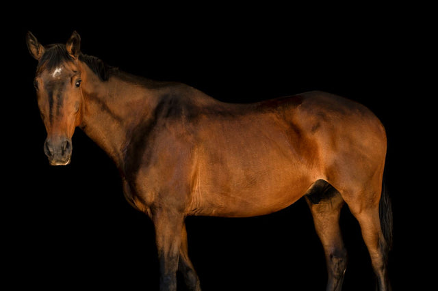 Horse in There II by Adam Mowery | stretched canvas wall art