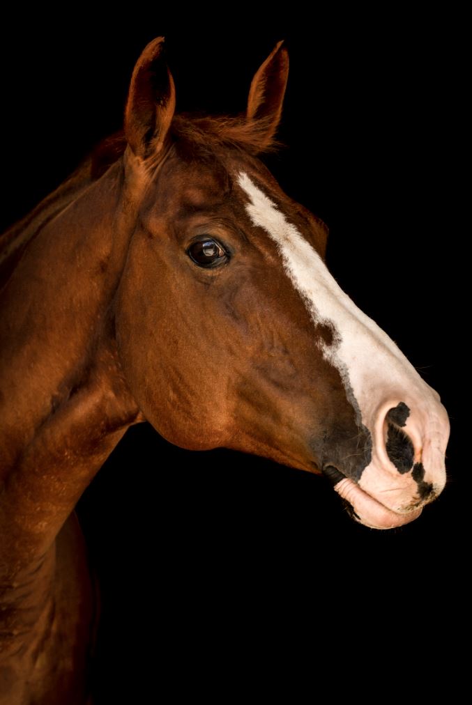 Portrait of Horse III by Adam Mowery | stretched canvas wall art