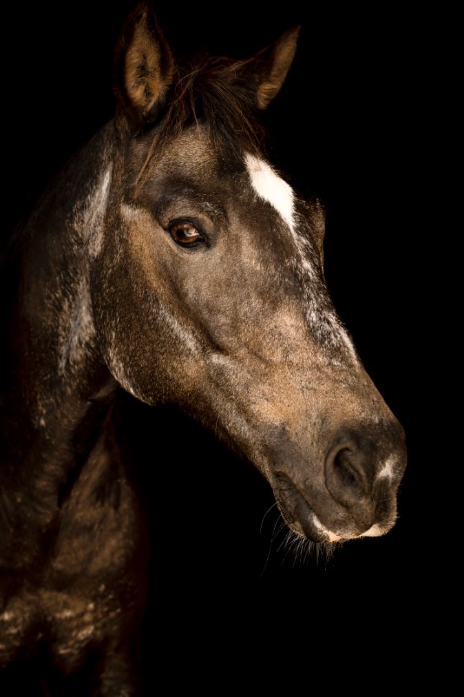 Portrait of Horse IV by Adam Mowery | stretched canvas wall art