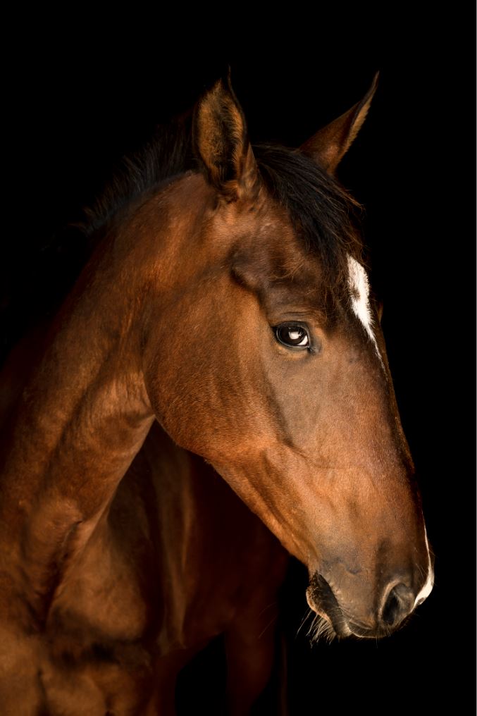 Portrait of Horse V by Adam Mowery | stretched canvas wall art