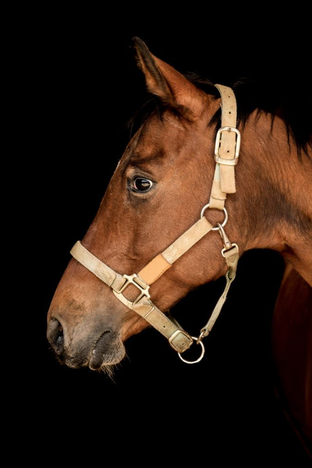 Portrait of Horse VI by Adam Mowery | stretched canvas wall art