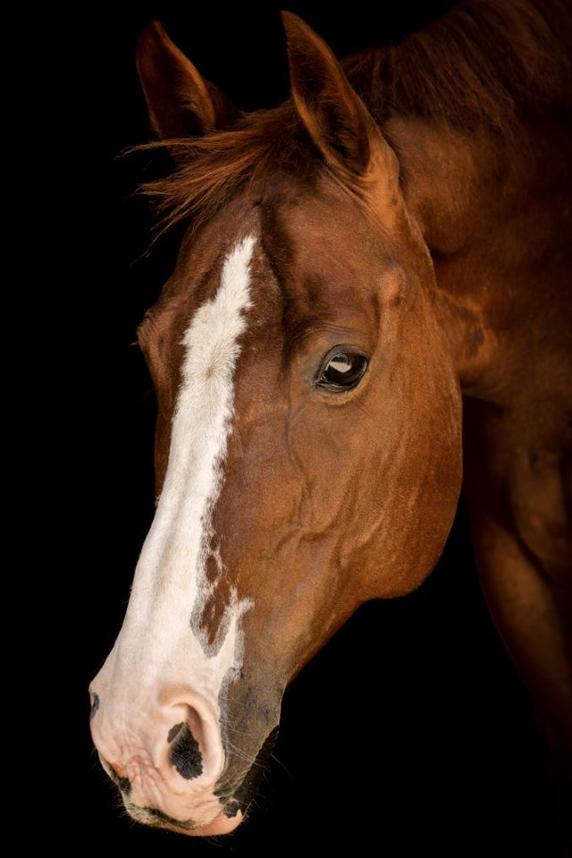 Portrait of Horse VII by Adam Mowery | stretched canvas wall art