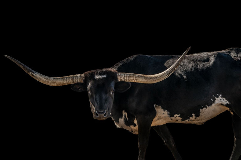 Onyx by Adam Mowery | stretched canvas wall art