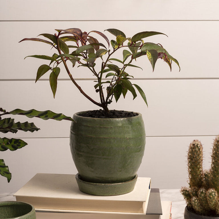 BRADFORD CERAMIC PLANTER POT WITH SAUCER