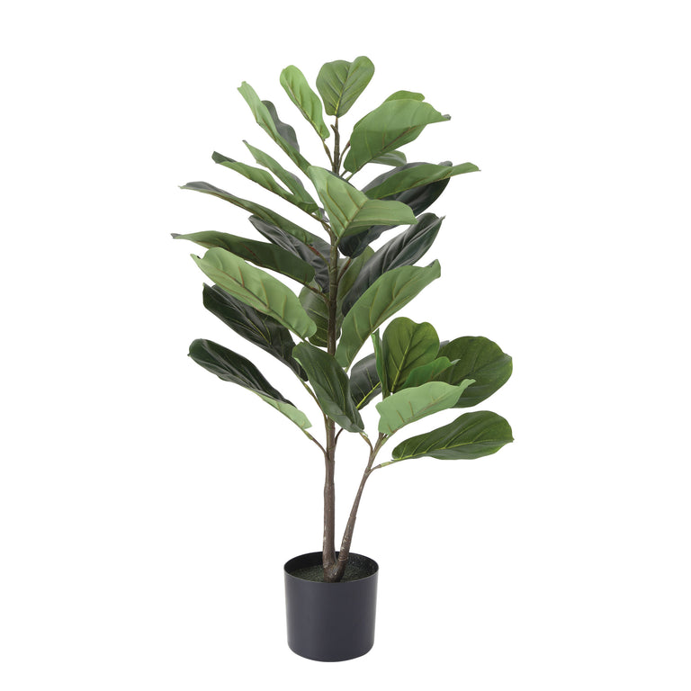 FAUX FIDDLE FIG LEAF PLANT | FLORA