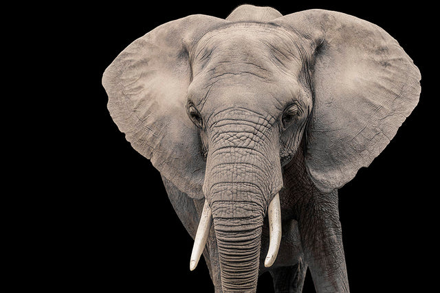 Elephant III by Adam Mowery (Canvas Wall Art)