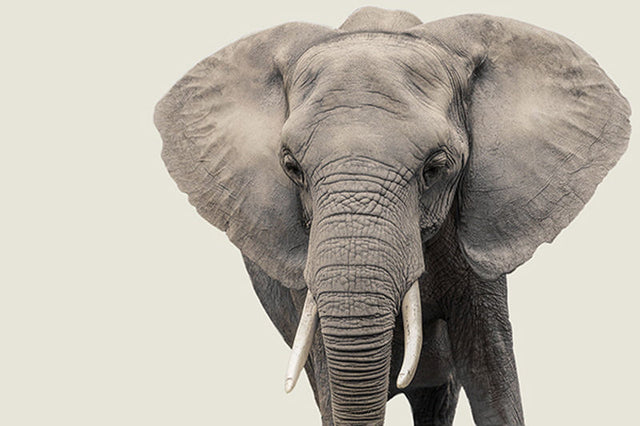 Elephant III by Adam Mowery (Canvas Wall Art)