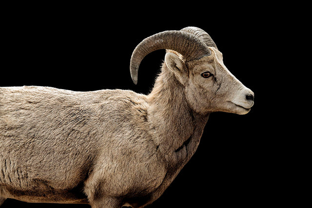 Bighorn I by Adam Mowery | stretched canvas wall art