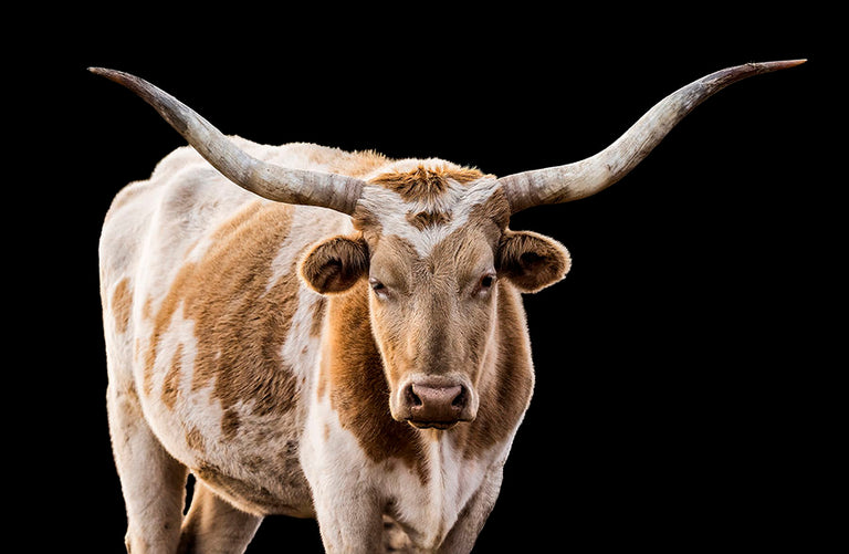 The Texan Tryptych by Adam Mowery | stretched canvas wall art