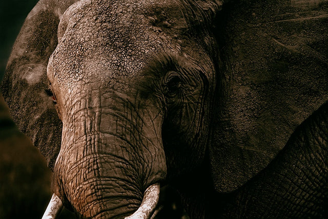 The Wild II by Adam Mowery (Canvas Wall Art)