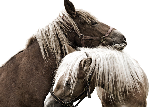 The Endearment by Sofia Fox | stretched canvas wall art