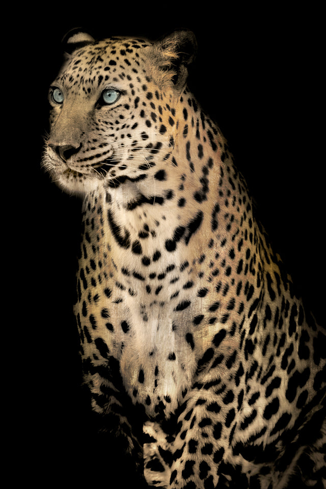 Nobility | stretched canvas wall art