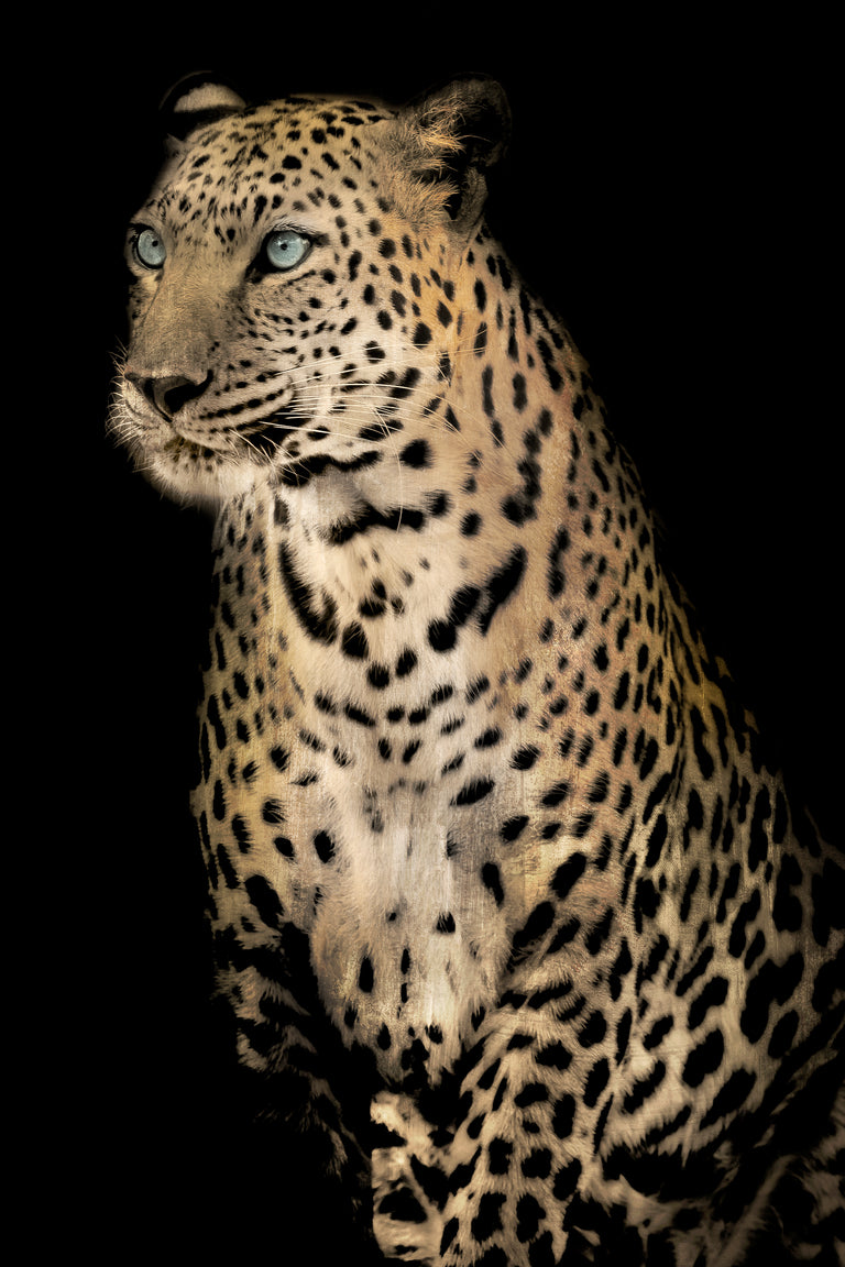 Nobility | stretched canvas wall art
