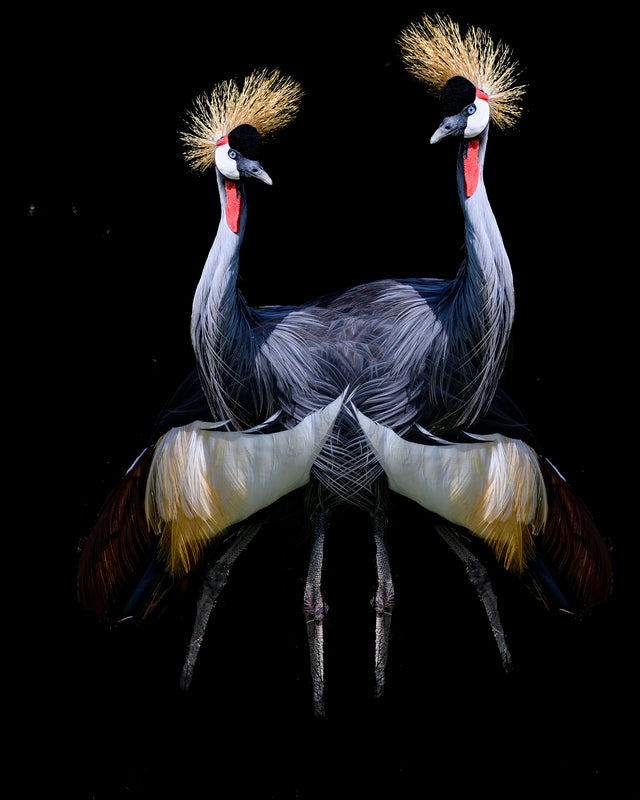 Double Trouble by Mitchell Bloch | stretched canvas wall art