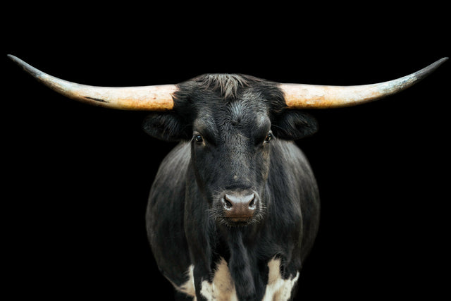 Black and White Longhorn by Adam Mowery | stretched canvas wall art
