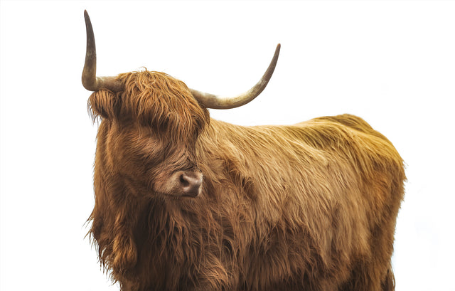 Highland Cattle II by Adam Mowery | stretched canvas wall art