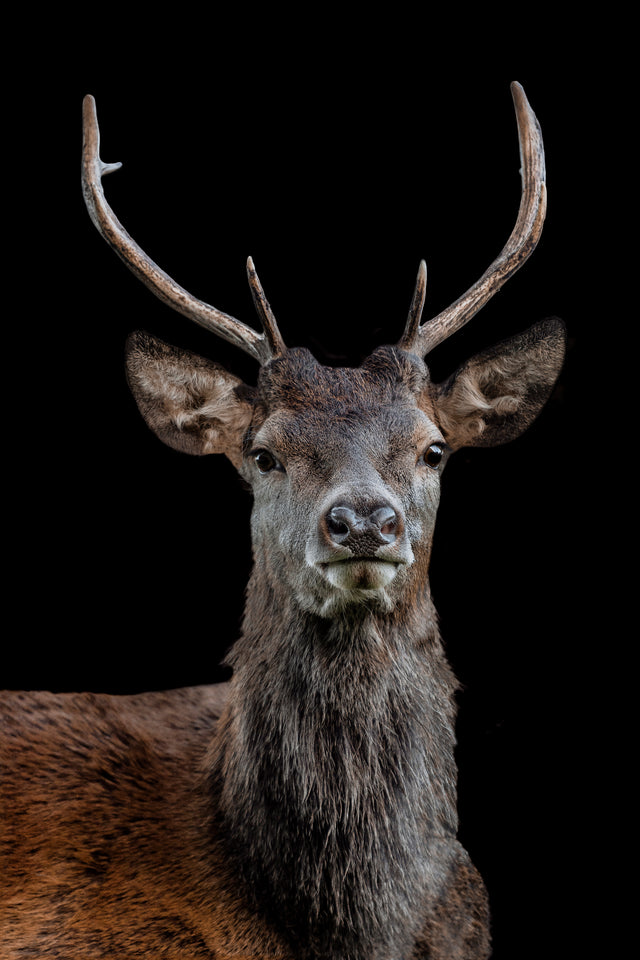 The Scotsman by Adam Mowery | stretched canvas wall art