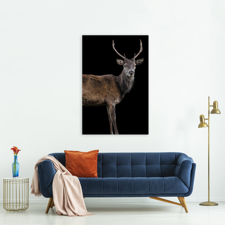 Scotish Red Deer II by Adam Mowery (Canvas Wall Art)
