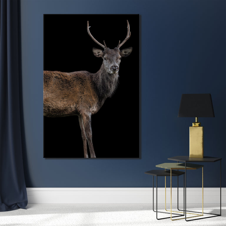 Scotish Red Deer II by Adam Mowery (Canvas Wall Art)