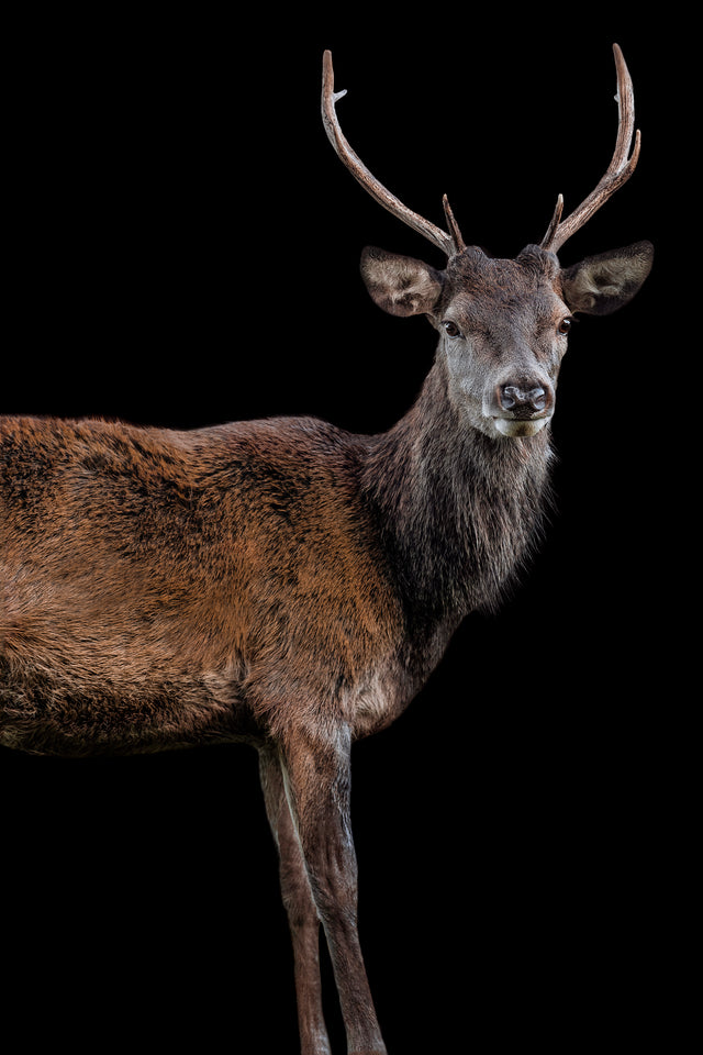 Scotish Red Deer II by Adam Mowery | stretched canvas wall art