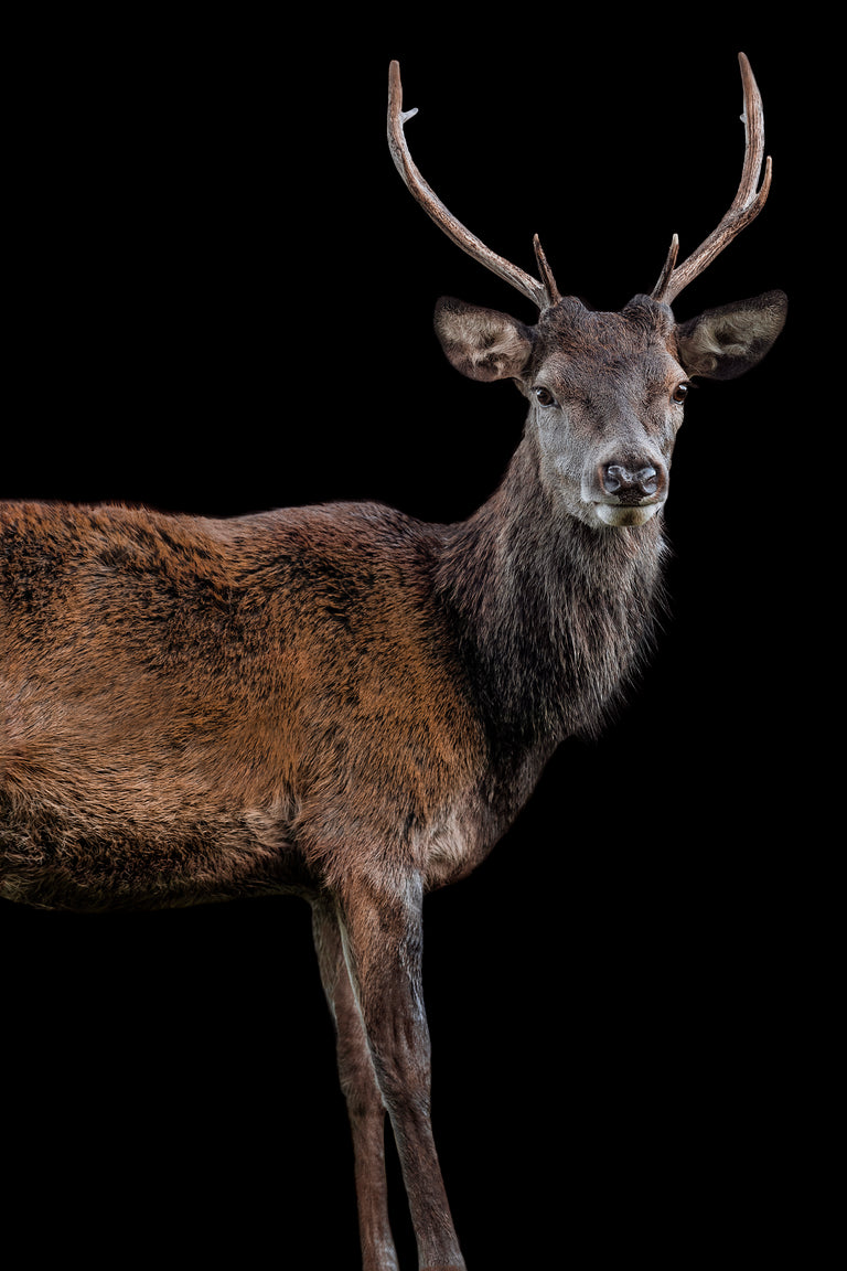 Scotish Red Deer II by Adam Mowery | stretched canvas wall art