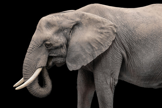 Elephant II by Adam Mowery | stretched canvas wall art