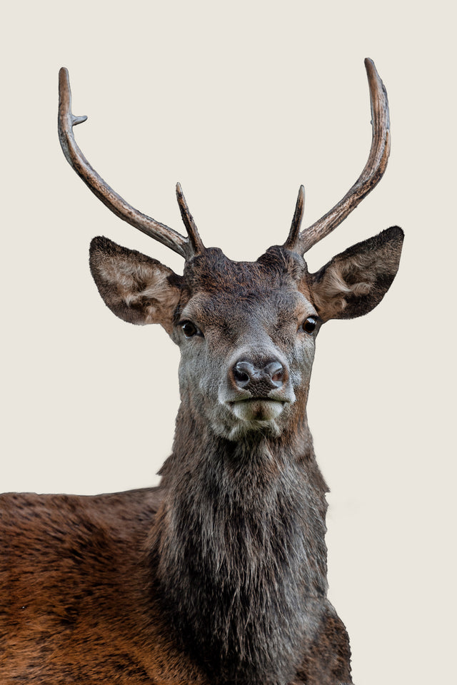 The Scotsman II by Adam Mowery | stretched canvas wall art