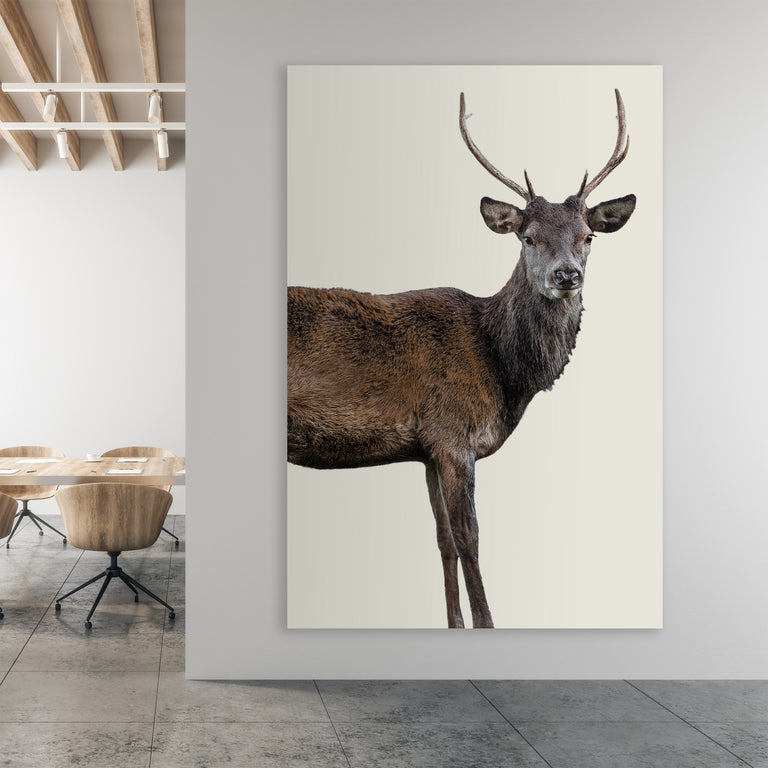 Scotish Red Deer III by Adam Mowery (Canvas Wall Art)