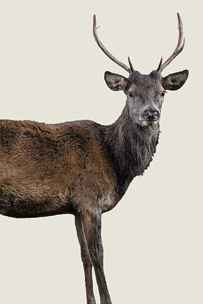 Scotish Red Deer III by Adam Mowery (Canvas Wall Art)