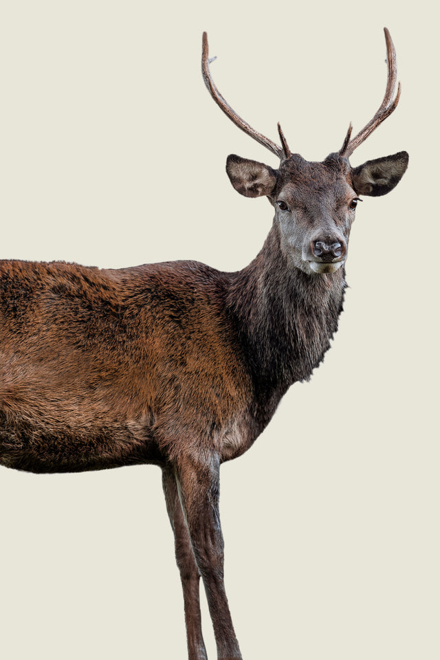 Scotish Red Deer III by Adam Mowery | stretched canvas wall art