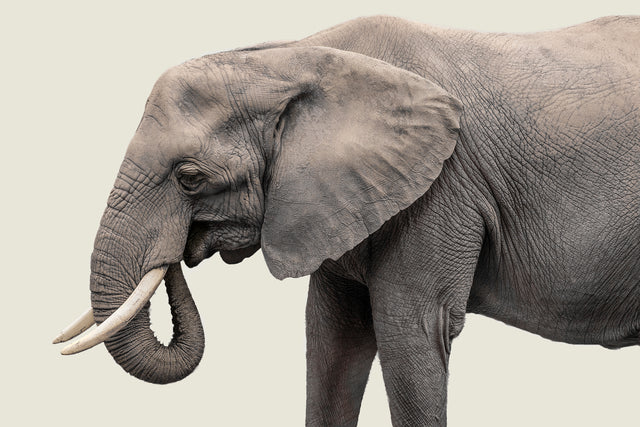 Elephant III by Adam Mowery | stretched canvas wall art