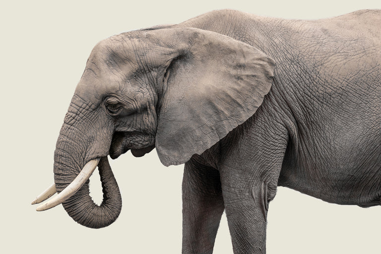 Elephant III by Adam Mowery | stretched canvas wall art