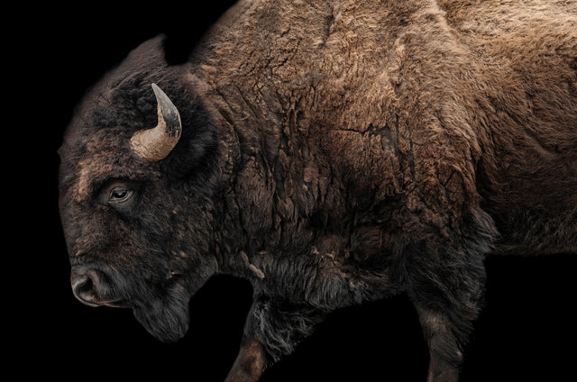 Buffalo on Black I by Adam Mowery | stretched canvas wall art