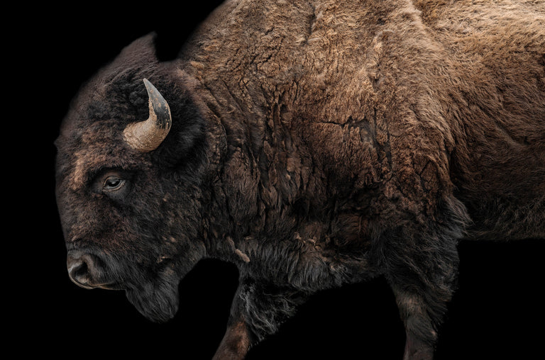 Buffalo on Black I by Adam Mowery | stretched canvas wall art