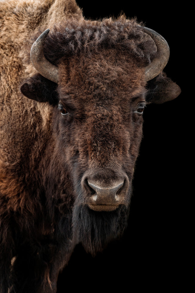 Buffalo on Black III by Adam Mowery | stretched canvas wall art