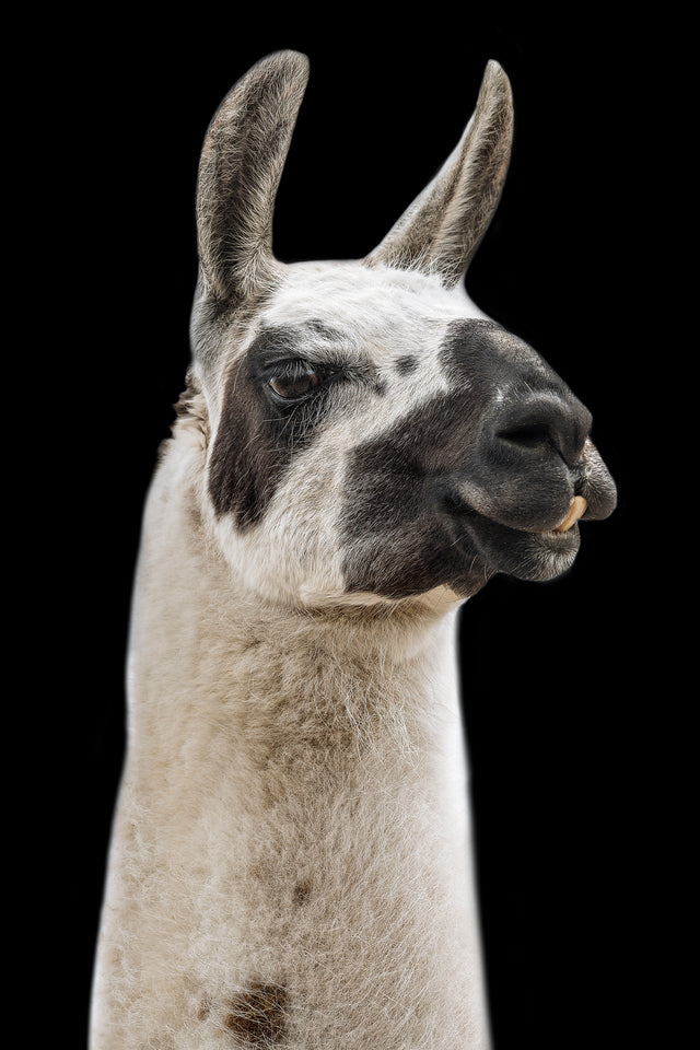 Lama I by Adam Mowery | stretched canvas wall art