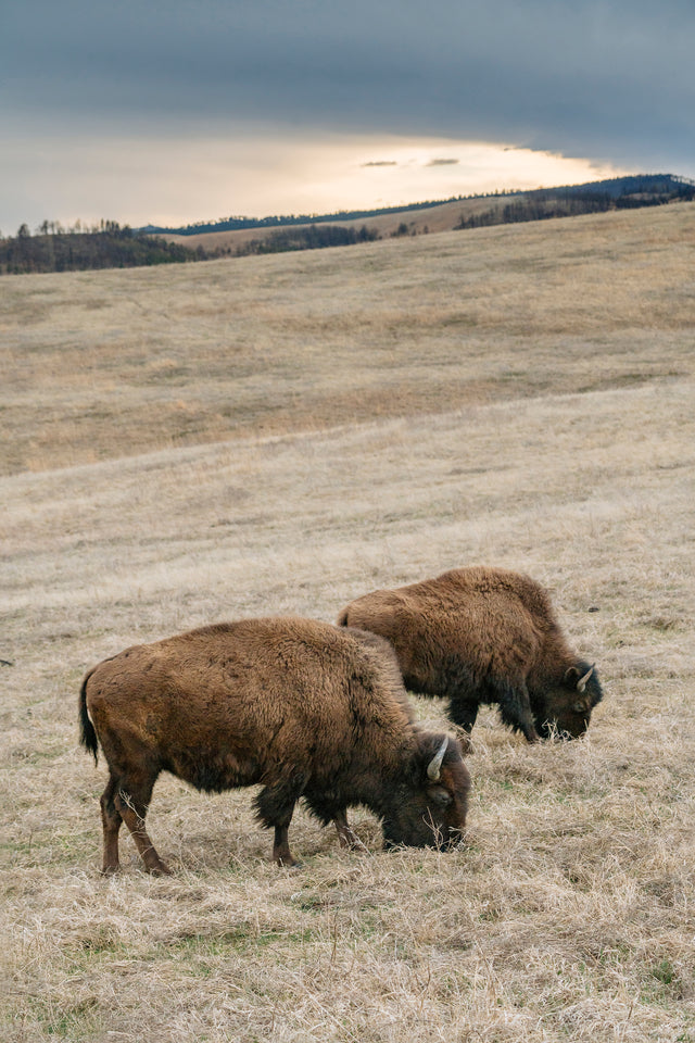 Home on the Range by Adam Mowery | stretched canvas wall art